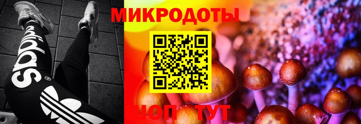 Галлюциногенные грибы Psilocybine cubensis Кызыл